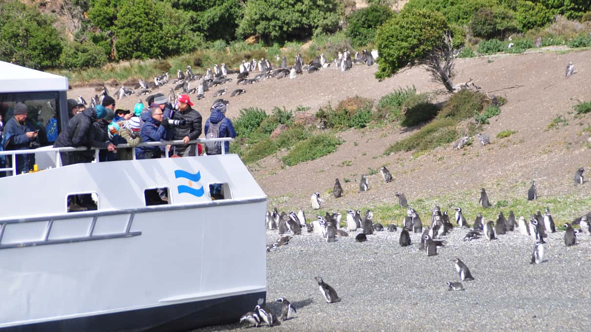 Passengers in warm jackets on the bow of a catamaran watching penguins on the beach of Martillo Island