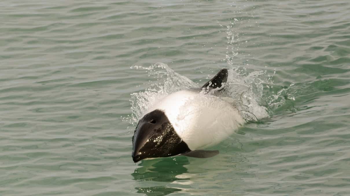 A Magellanic penguin swimming low in the grey choppy water of the Strait of Magellan