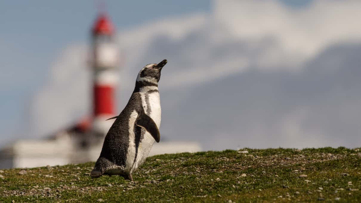 A Magellanic penguin on the grassy hill below the red-and-white Magdalena Island lighthouse