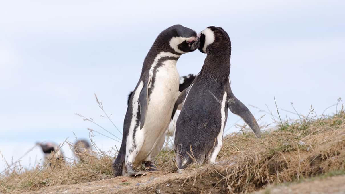 Two Magellanic penguins standing close together on the short grass of Magdalena Island