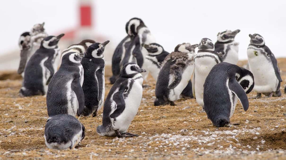 Magellanic penguins on the grass in front of the red-and-white Magdalena Island lighthouse