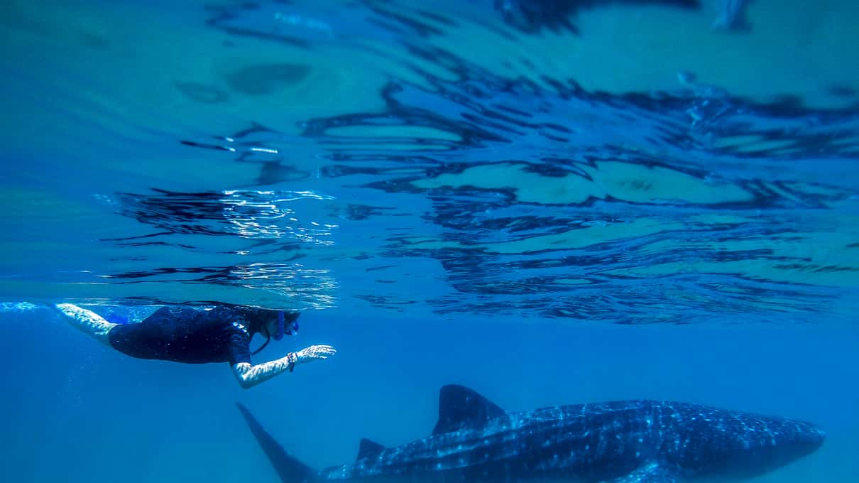 A snorkeler in a wetsuit gliding at the surface beside a large spotted whale shark in La Paz