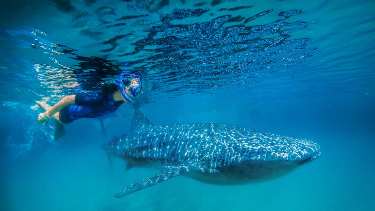 A snorkeler floating at the surface above a whale shark in clear turquoise water