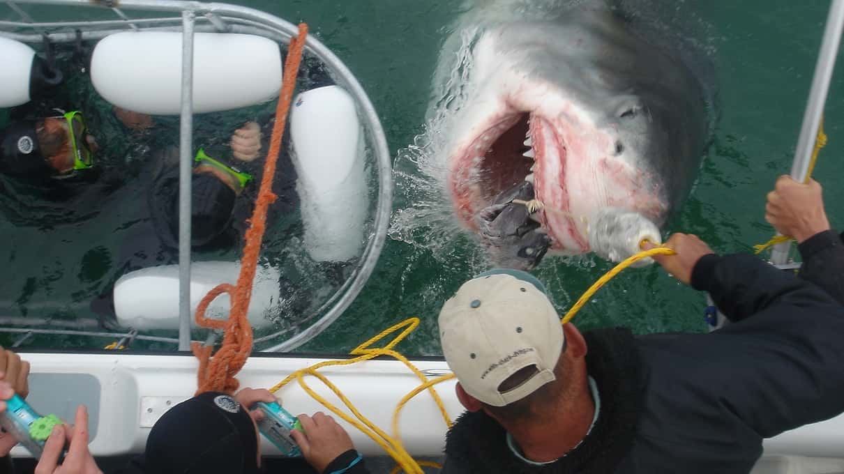 A shark approaching the bars of a floating cage, photographed from inside the cage in green water