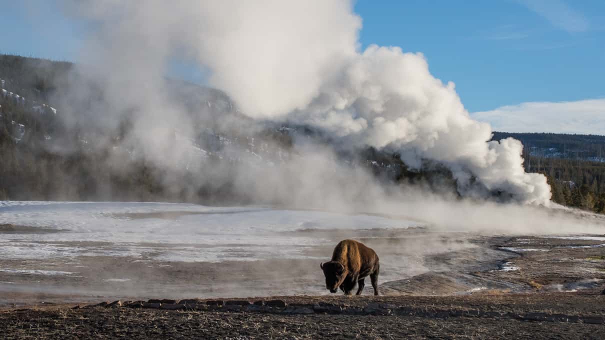 A geyser erupting in a tall white column of steam above a snow-covered basin under a clear blue sky