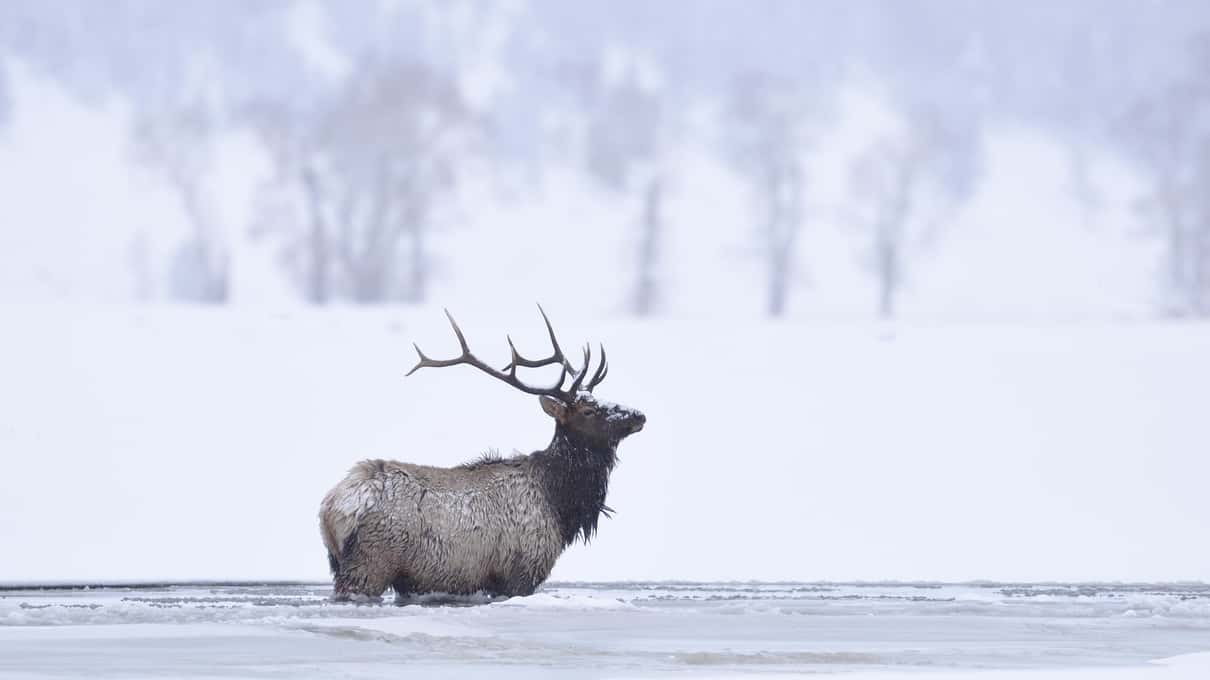 A bull elk with a wide spread of antlers standing alone in a snowy meadow