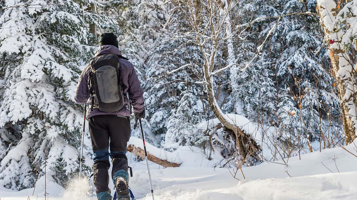 A snowshoer with poles walking a trail between snow-laden spruces north of Quebec City