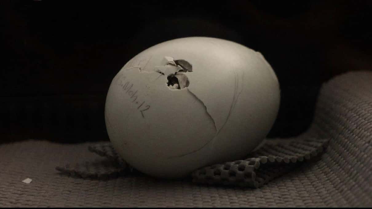 A kiwi egg cracking open as the chick inside hatches at The National Kiwi Hatchery in Rotorua