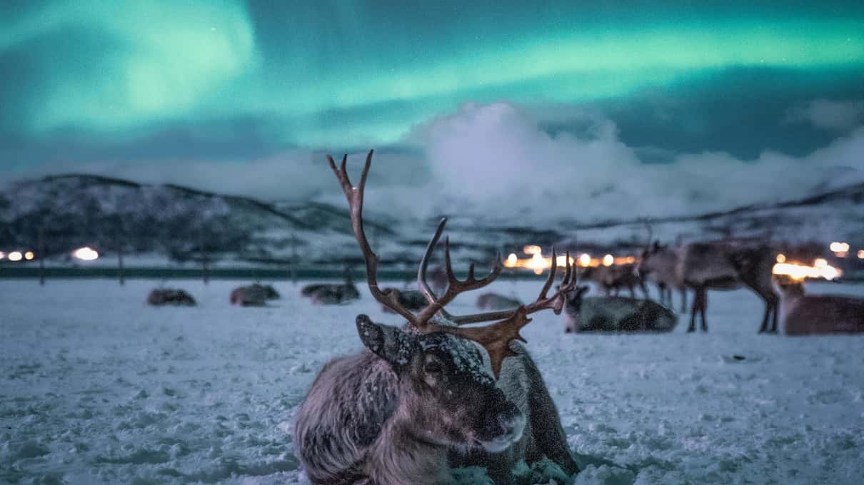 Rentiere liegen im Schnee vor einem Fjord mit verschneiten Bergen in der blauen Stunde
