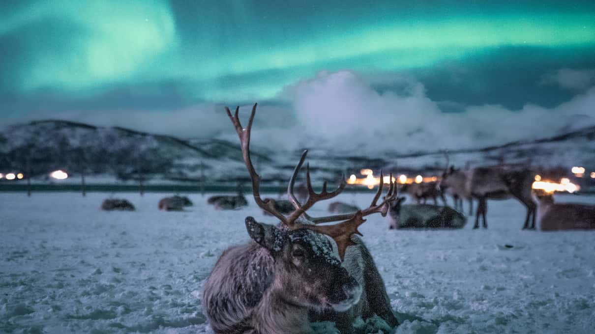 A reindeer resting in the snow at night under a bright green aurora, camp lights in the distance