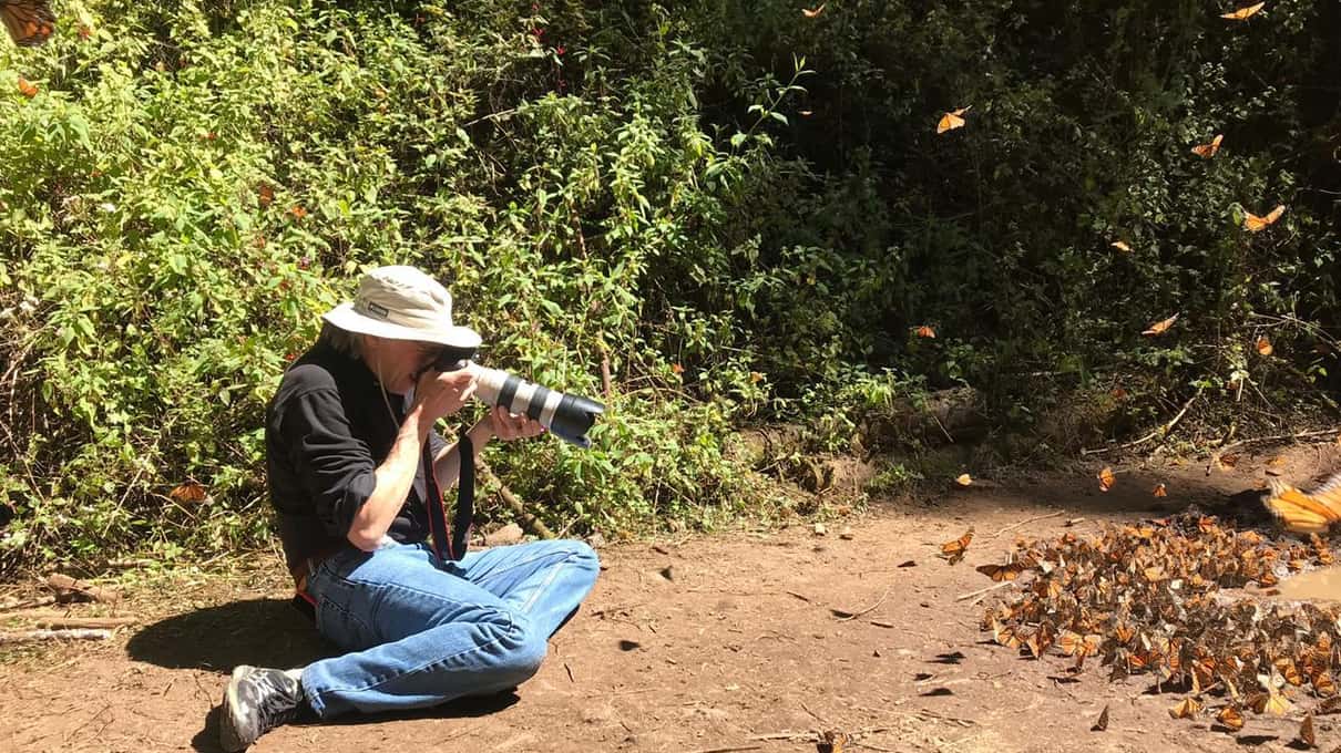 A visitor in a wide sun hat photographing monarch butterflies from a forest path