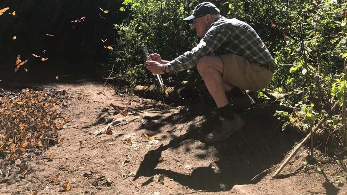 A visitor crouching on a forest trail as monarch butterflies settle on the ground and flutter around him