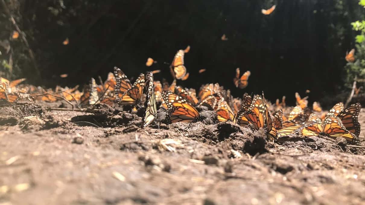 Dozens of monarch butterflies resting with open wings on the sunlit floor of a fir forest