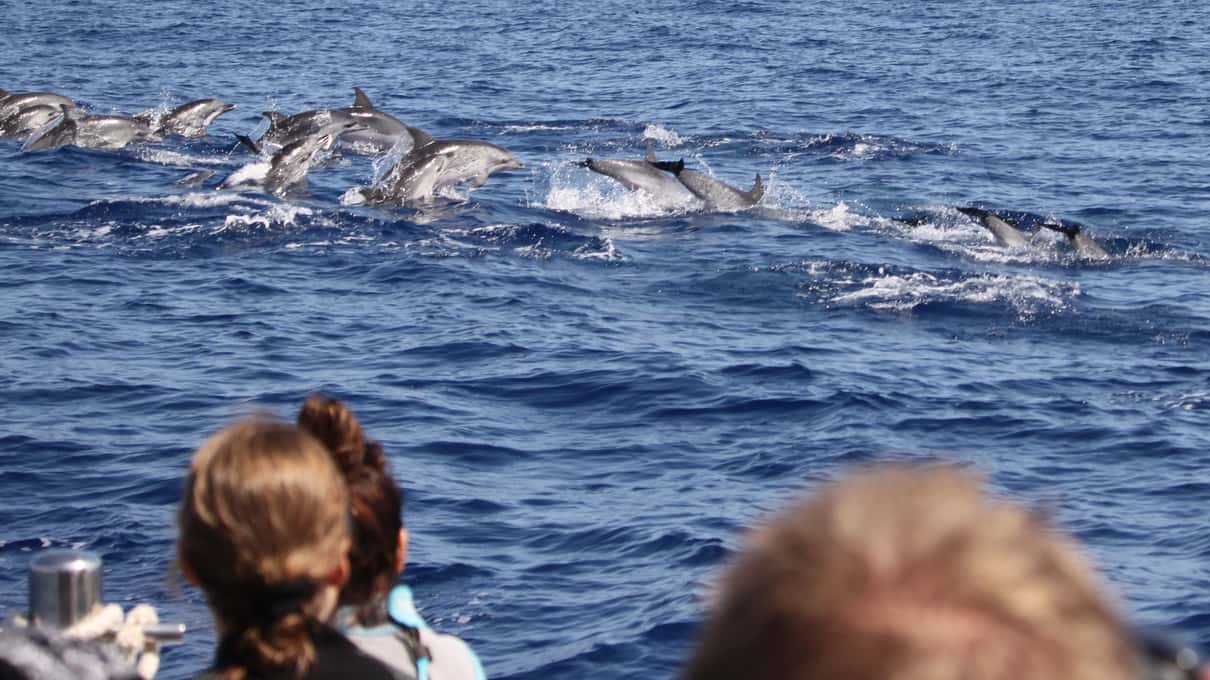 A large pod of dolphins surfacing together in open blue water off Madeira's south coast