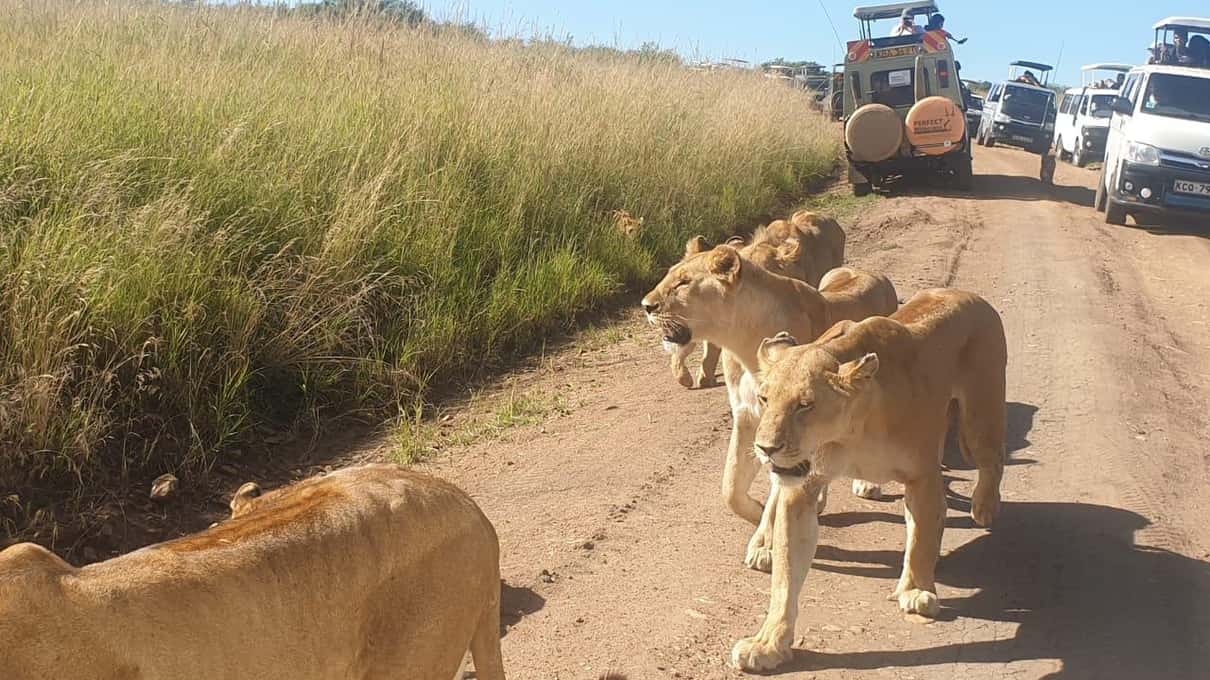 masai mara safari löwin an der piste