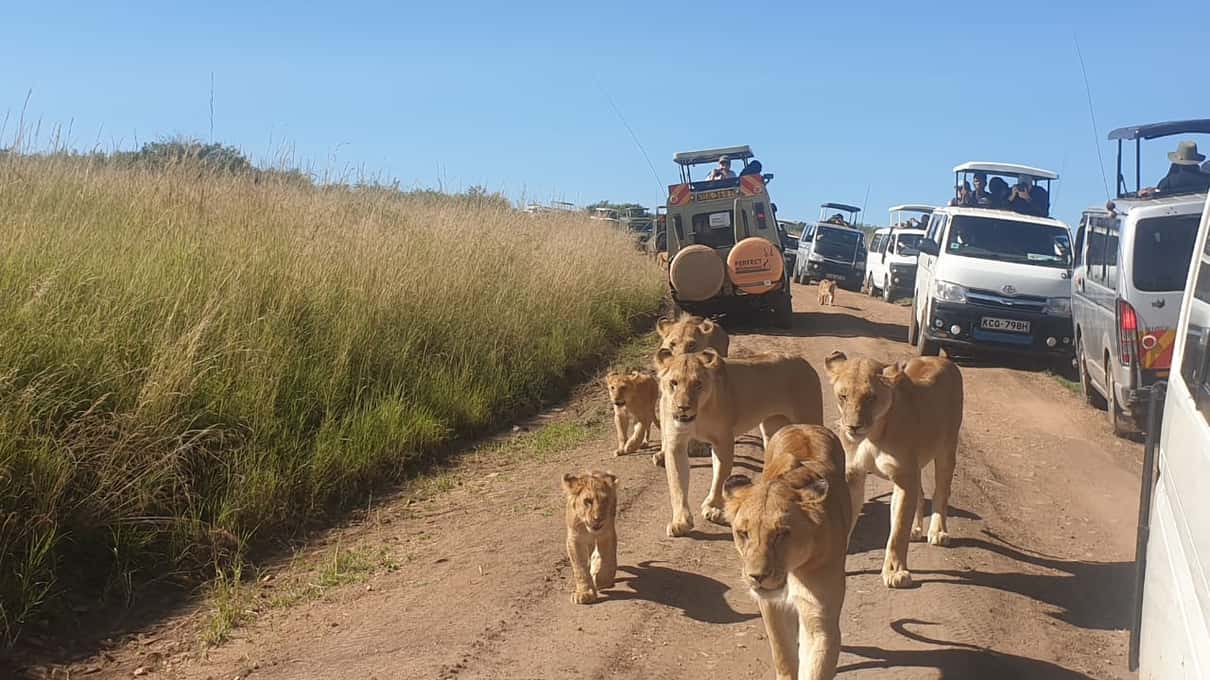 masai mara safari löwen vor safarifahrzeugen