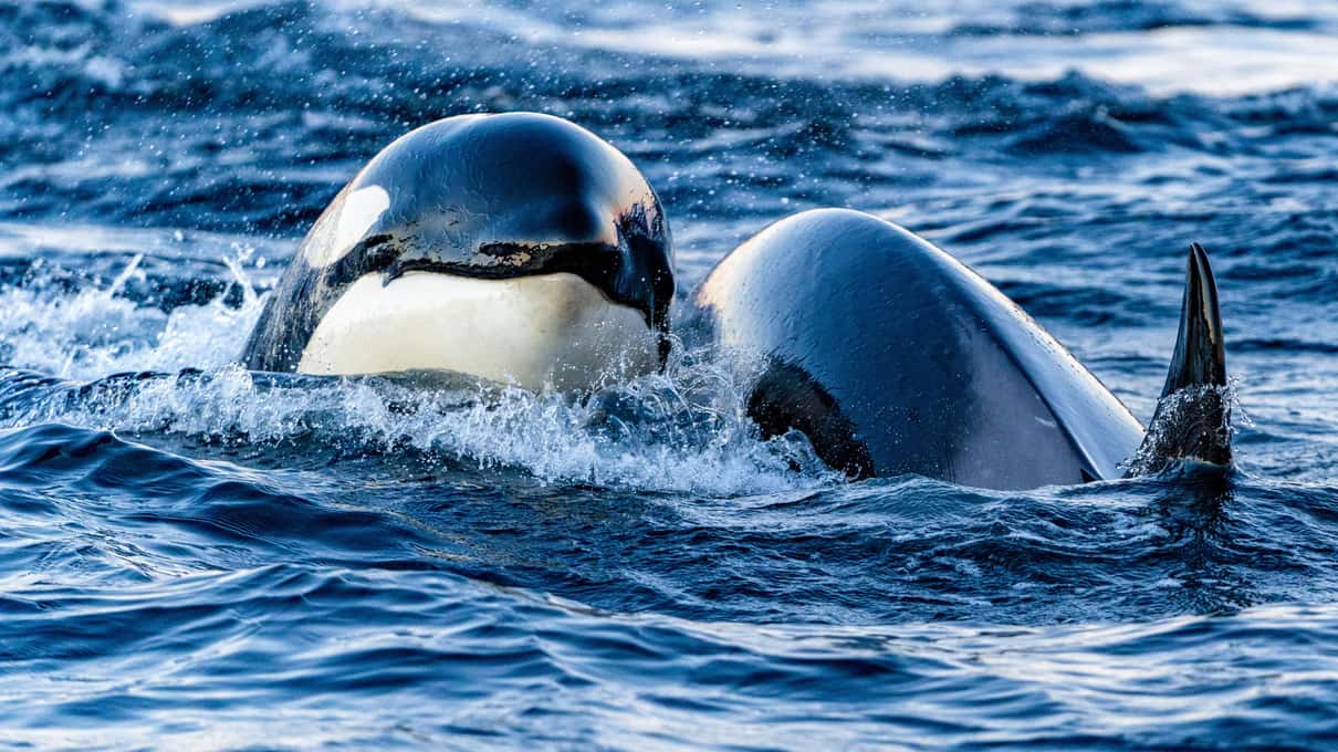 Two orcas surfacing side by side and heading straight toward the camera in dark blue water
