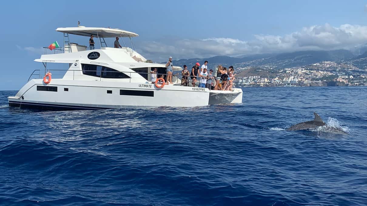VipDolphins' white catamaran with guests out on deck and Funchal's green hillside rising behind the bay