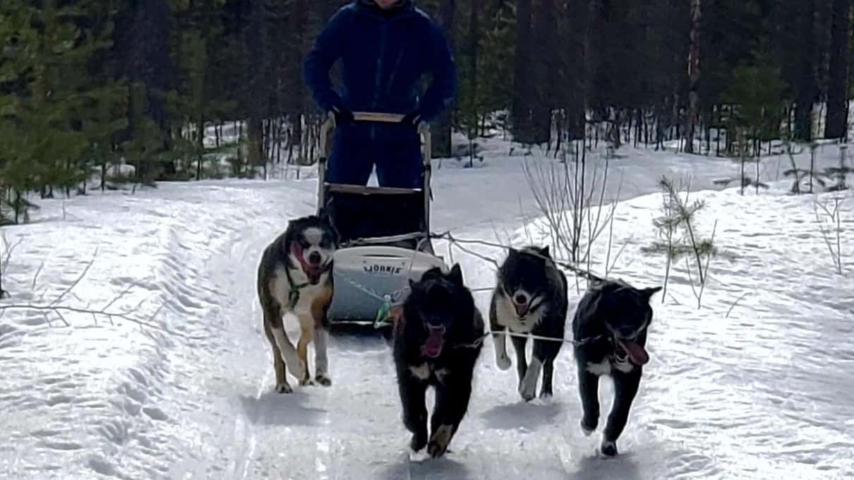 A team of dark huskies pulling a sled toward the camera on a forest trail at A Day In Lapland's farm