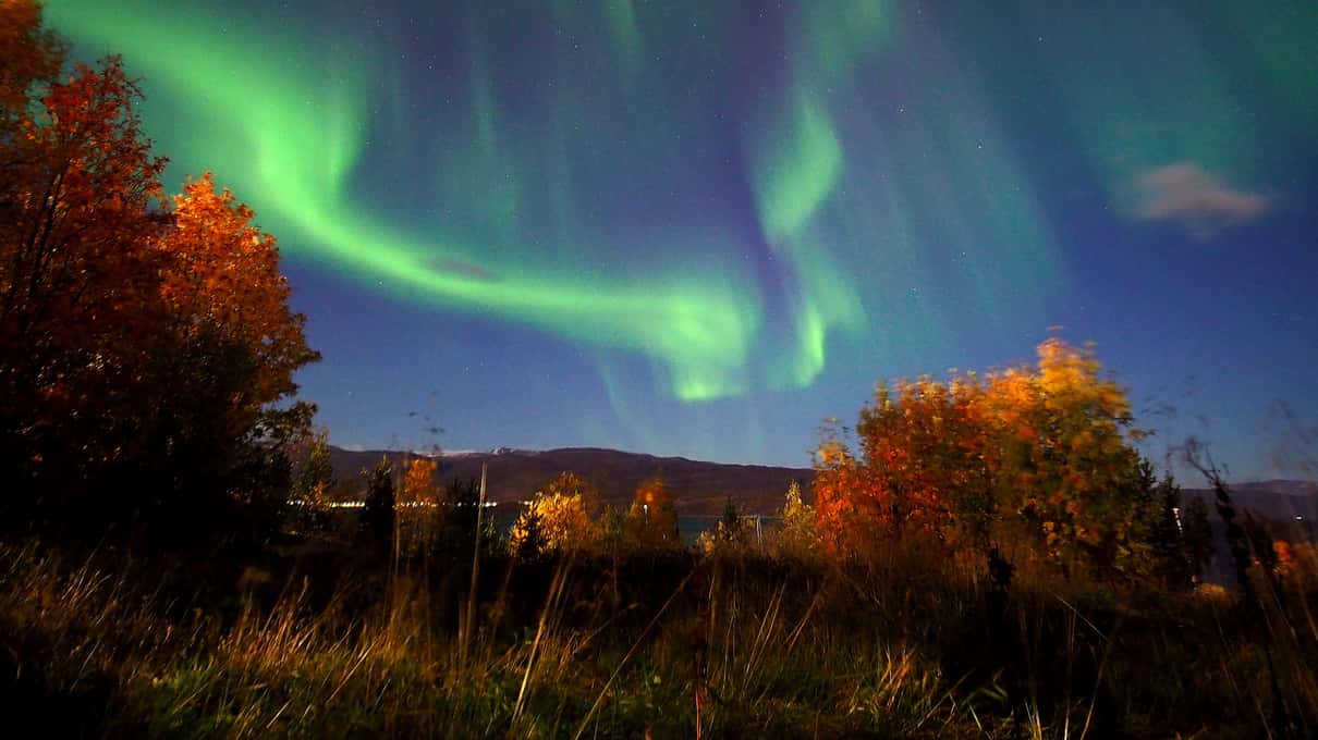 A green aurora arching over birch trees with orange autumn leaves before the first snow near Alta