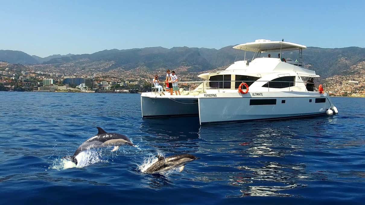VipDolphins' white catamaran cruising off Madeira as a dolphin surfaces just in front of it, green hills behind