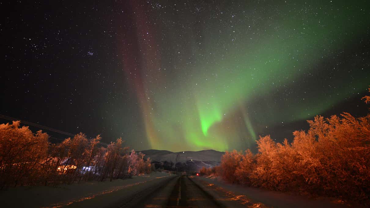 Red and green aurora above a stand of birches lit orange in their autumn colors