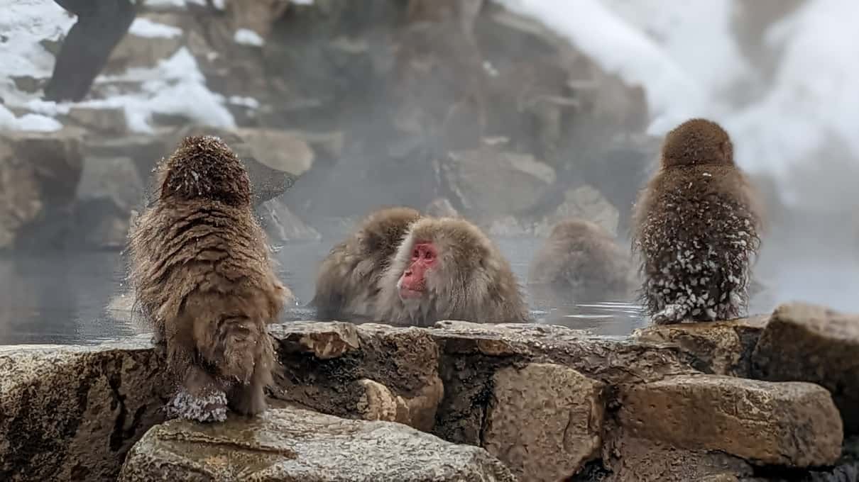 Macaques seen from behind sitting on the stone rim of the hot pool with steam rising around them