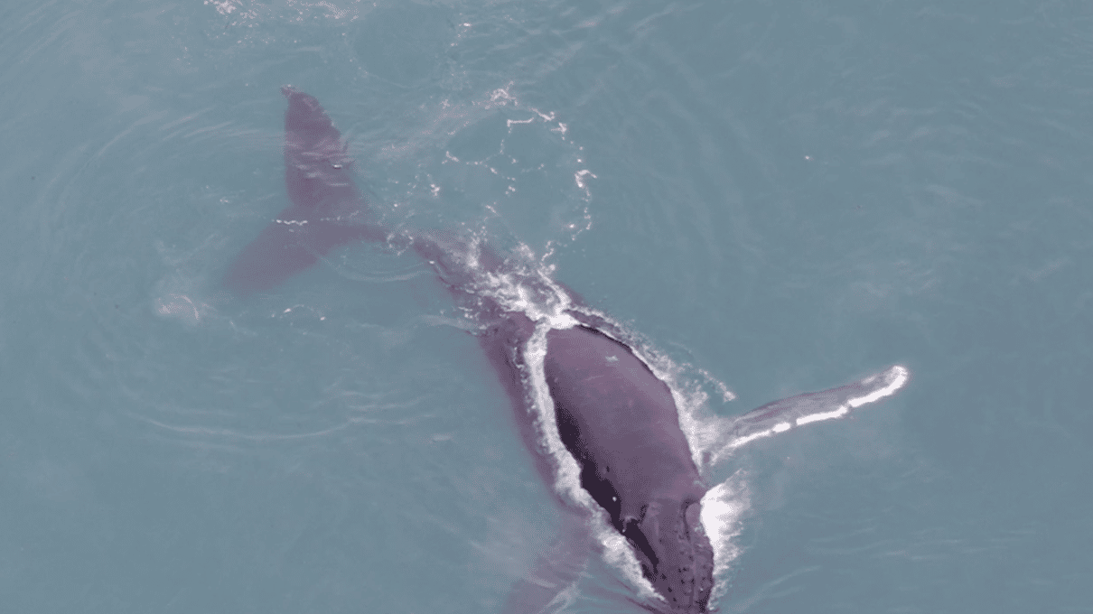 Drone view of a humpback whale rolling at the surface of Icy Strait