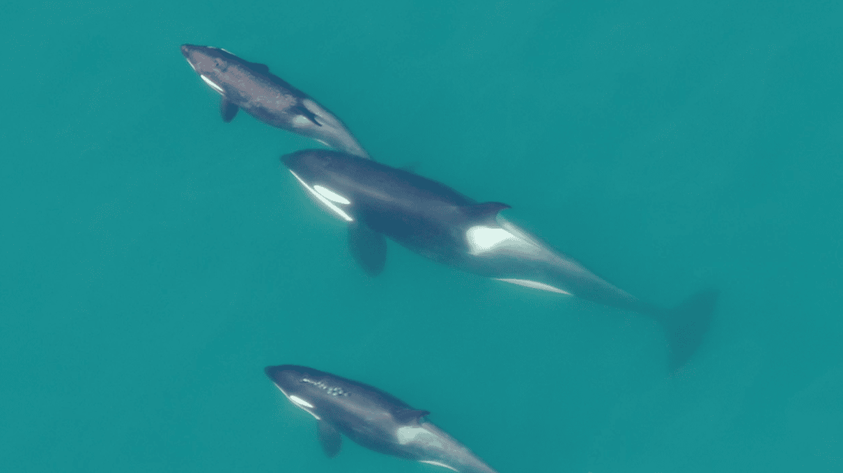 Drone view looking straight down on orcas swimming through turquoise water in Icy Strait