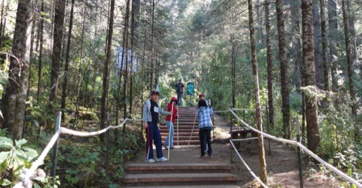 Visitors climbing a long wooden stairway through a dense oyamel fir forest toward a monarch colony