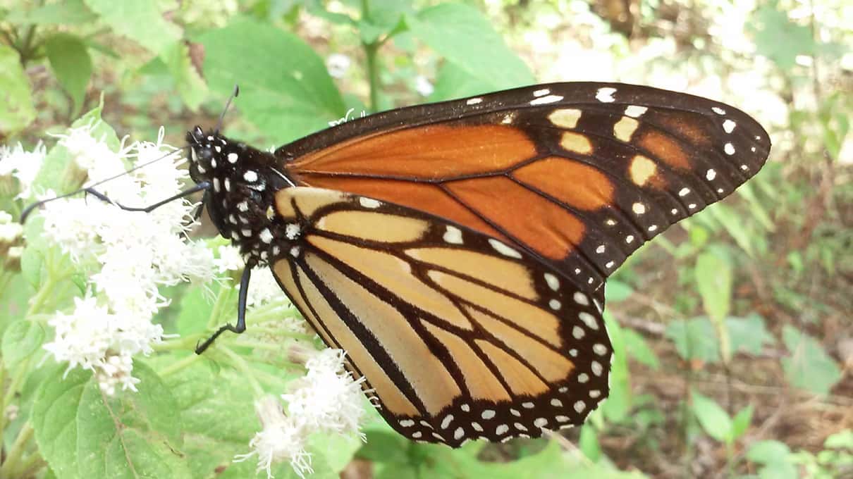 A monarch butterfly with its orange and black wings spread, feeding on small white flowers at the edge of the forest