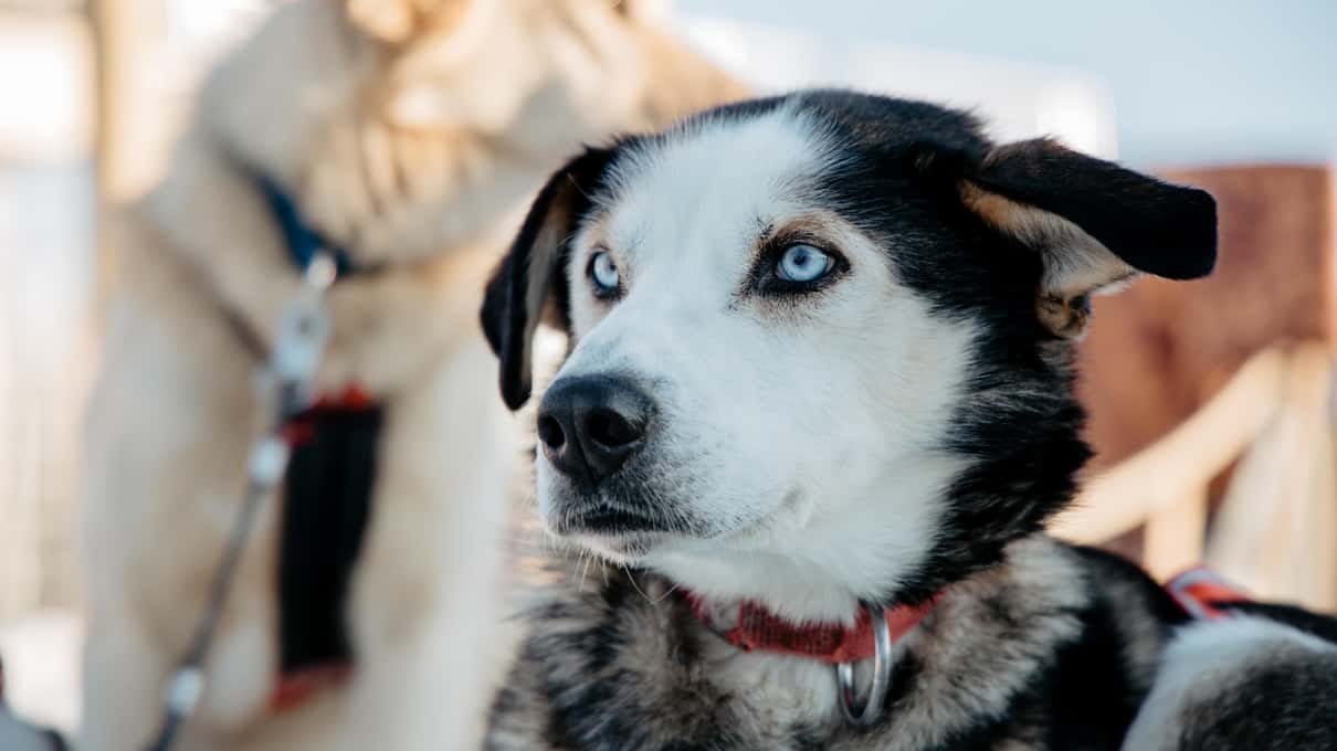Close-up of a black and white husky with pale blue eyes in a red harness at Bearhill's kennel