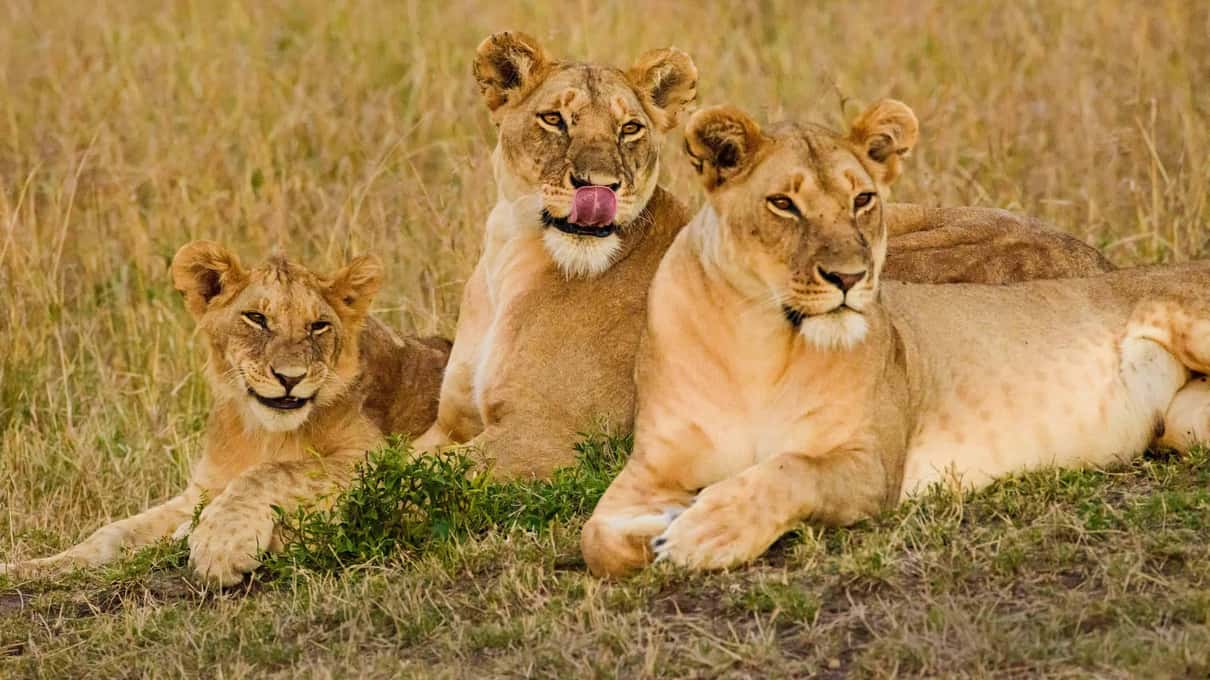junge löwen masai mara safari kenia