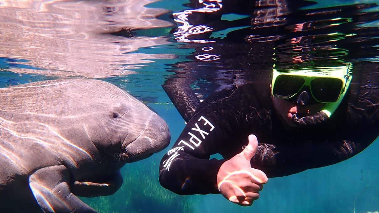 A snorkeler in a black wetsuit and yellow mask giving a thumbs up beside a manatee