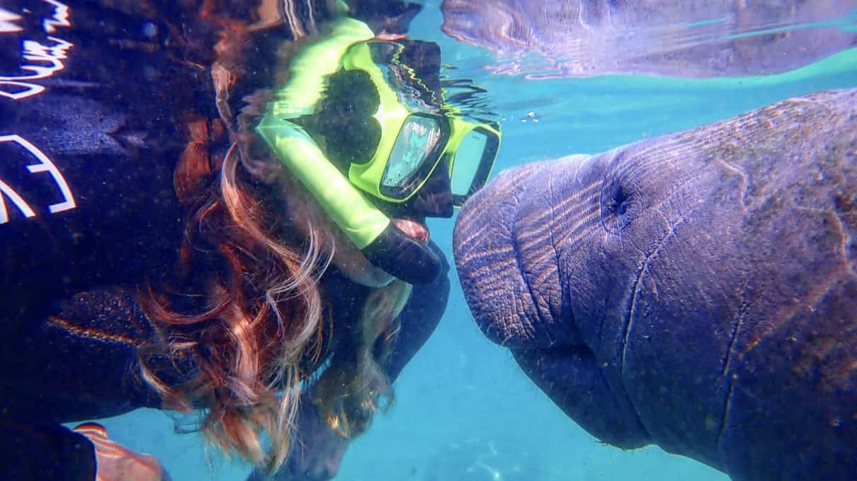 A snorkeler in a yellow mask face to face with a manatee under water in Kings Bay