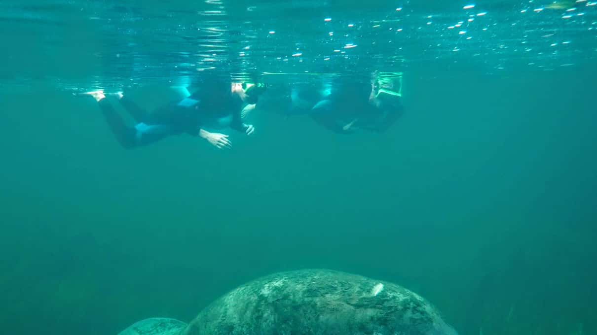 A manatee resting on the sea grass of Kings Bay with snorkelers floating at the surface above