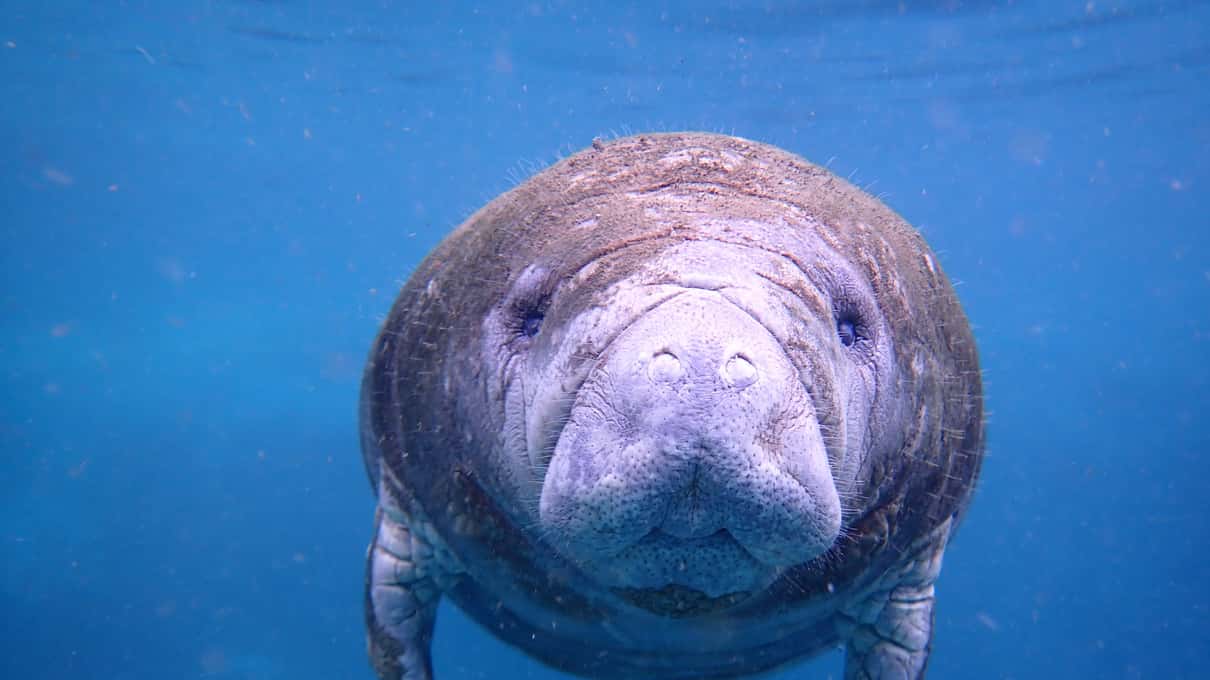 A wild manatee swimming straight toward the camera through clear blue spring water