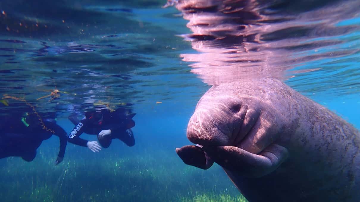 A manatee swimming below the surface with snorkelers in wetsuits floating above it