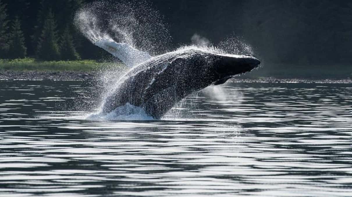 A humpback whale breaching backlit by the sun, spray flying off its body