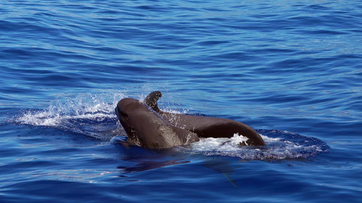 A short-finned pilot whale surfacing close to the boat in deep blue Atlantic water off Madeira