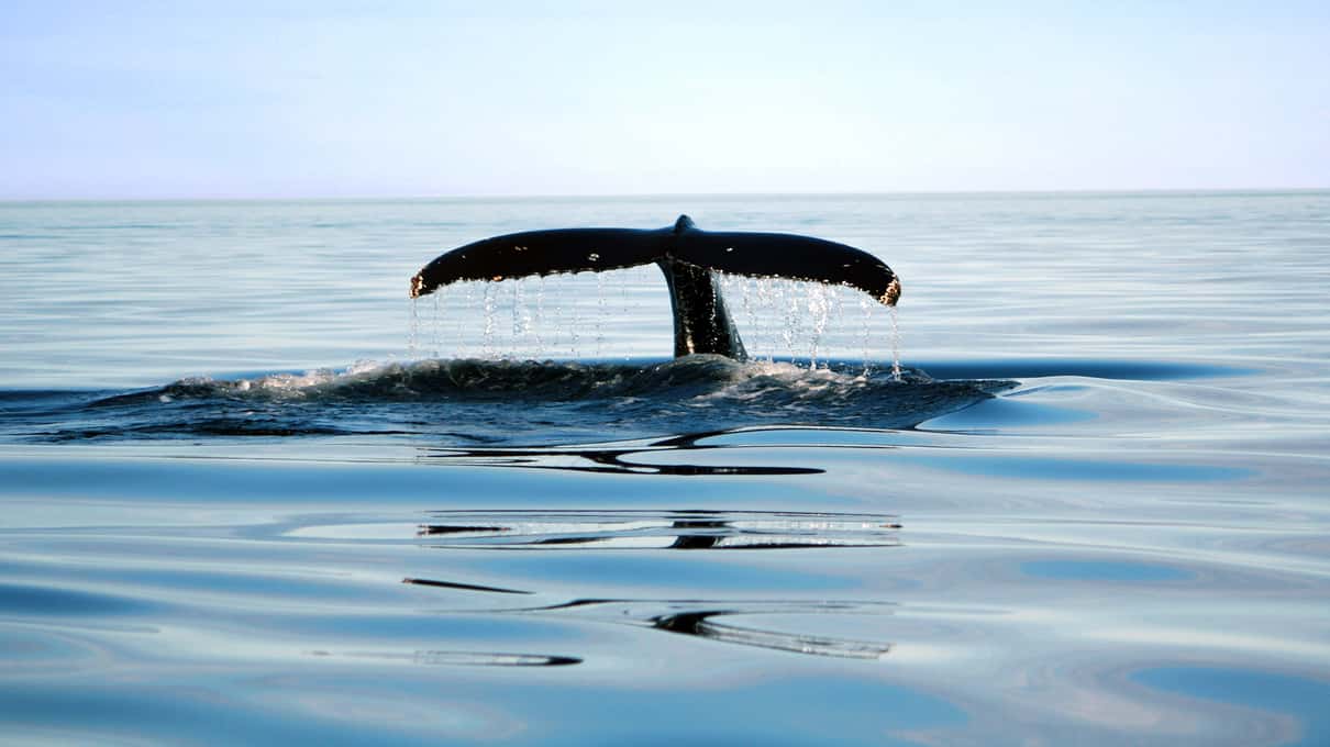 La nageoire caudale d'une baleine qui se dresse bien au-dessus de l'eau bleue et calme du Saint-Laurent