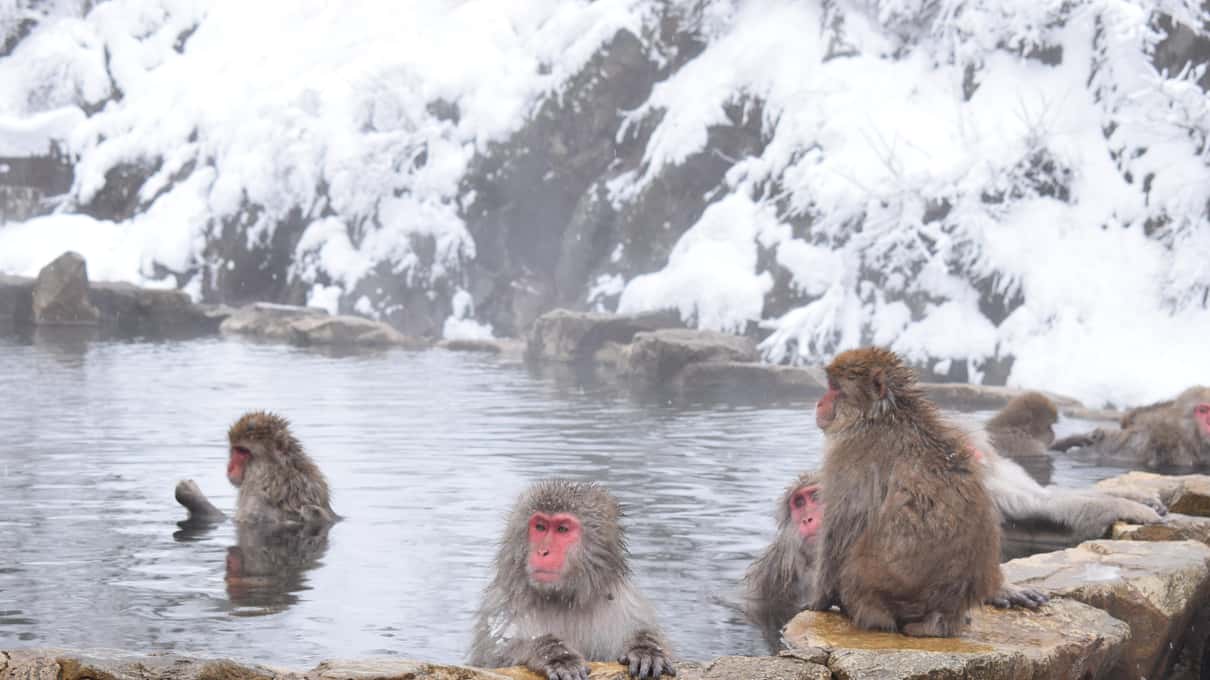Macaques bathing and sitting on rocks in the hot pool below a snow-covered slope