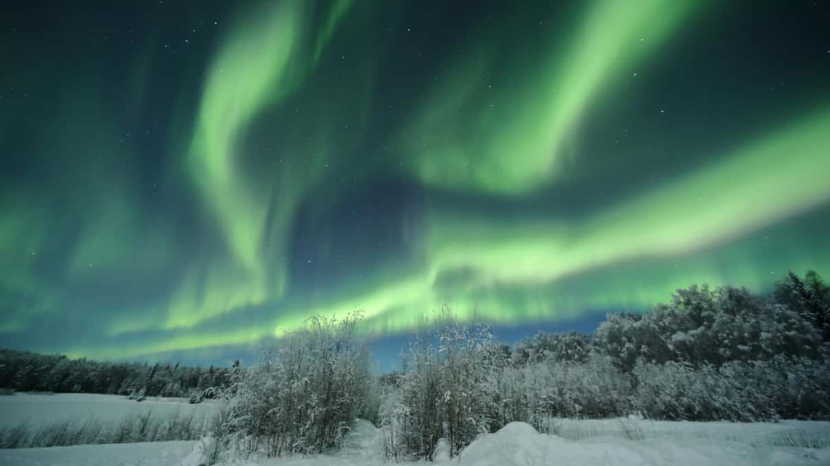 Grønt nordlys i en bue over et snødekt jorde med en rekke mørke trær i kanten