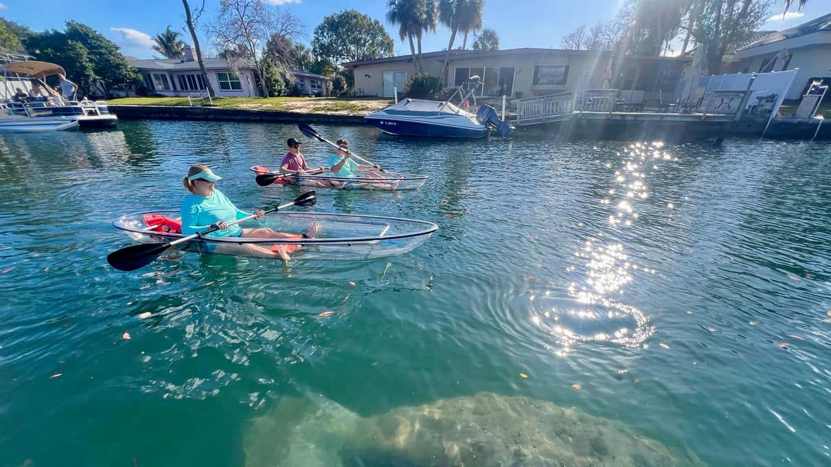 Clear kayaks floating on the calm water of Kings Bay above a grey manatee