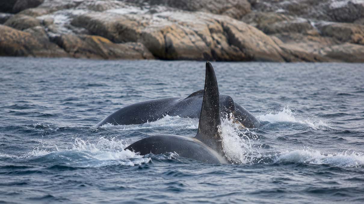 A pod of orcas surfacing close together, a tall male dorsal fin in the middle, below a rocky shore