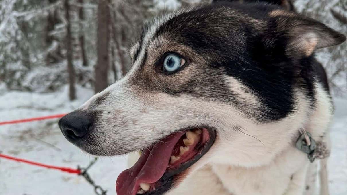 A husky with pale blue eyes and a black and white face, close up in the snow