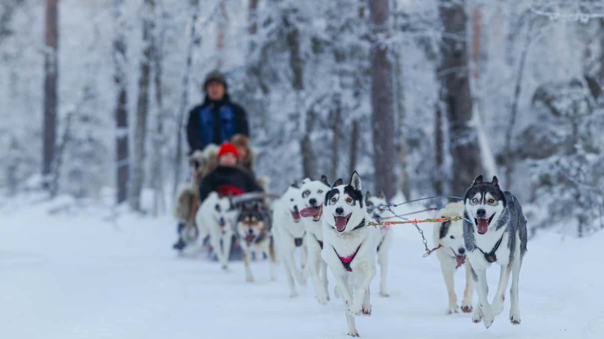 A husky team pulling a sled with a seated passenger and a standing driver through snow-laden spruce forest