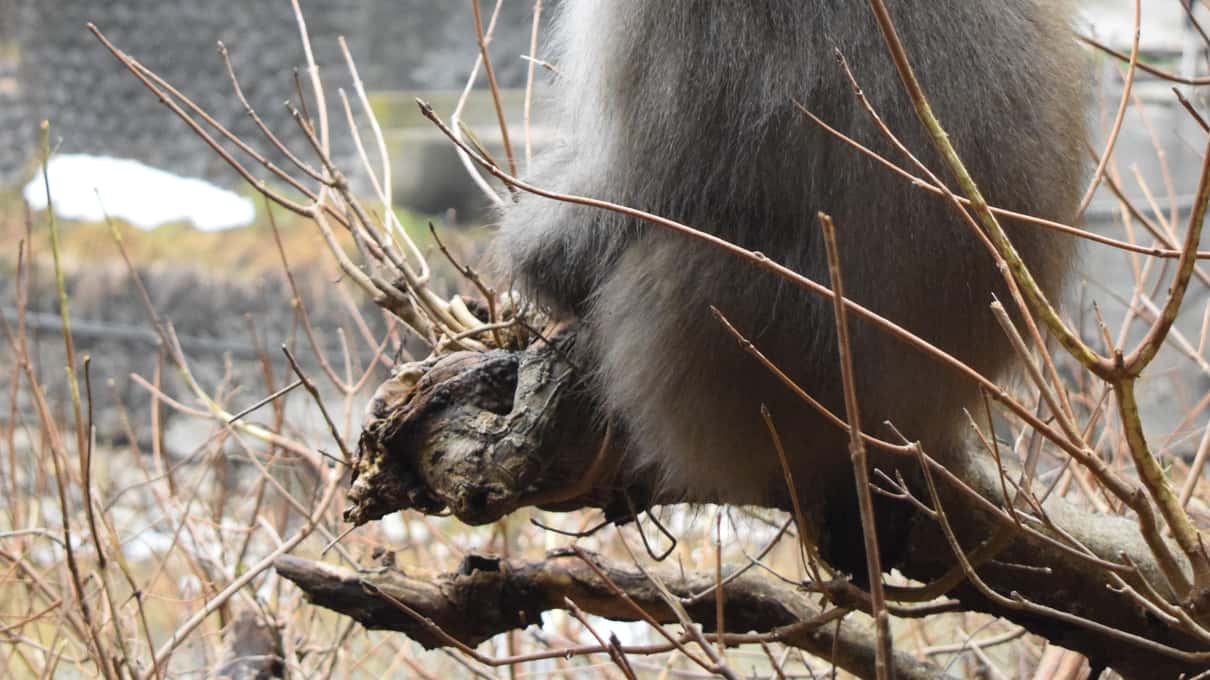 A Japanese macaque in its thick winter coat sitting among bare winter branches, seen close up