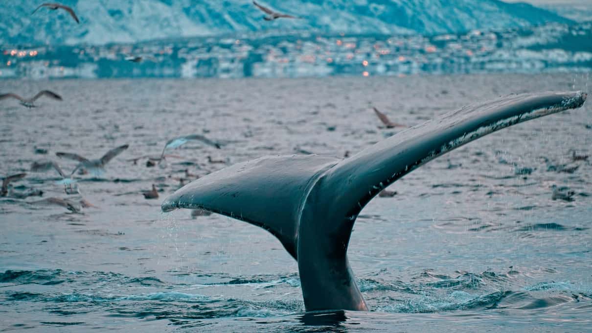 A humpback whale's dark tail rising from the fjord among circling gulls, a snowy shore behind