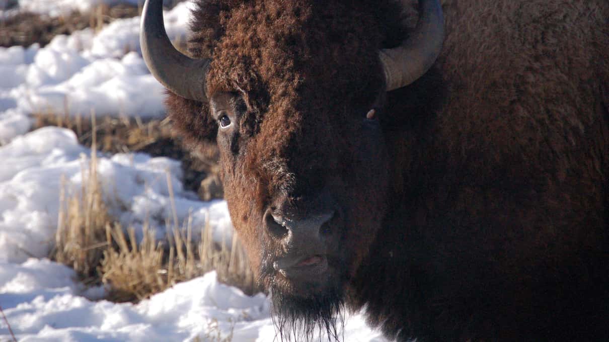 Close view of a bison's face and curved horns covered in white frost
